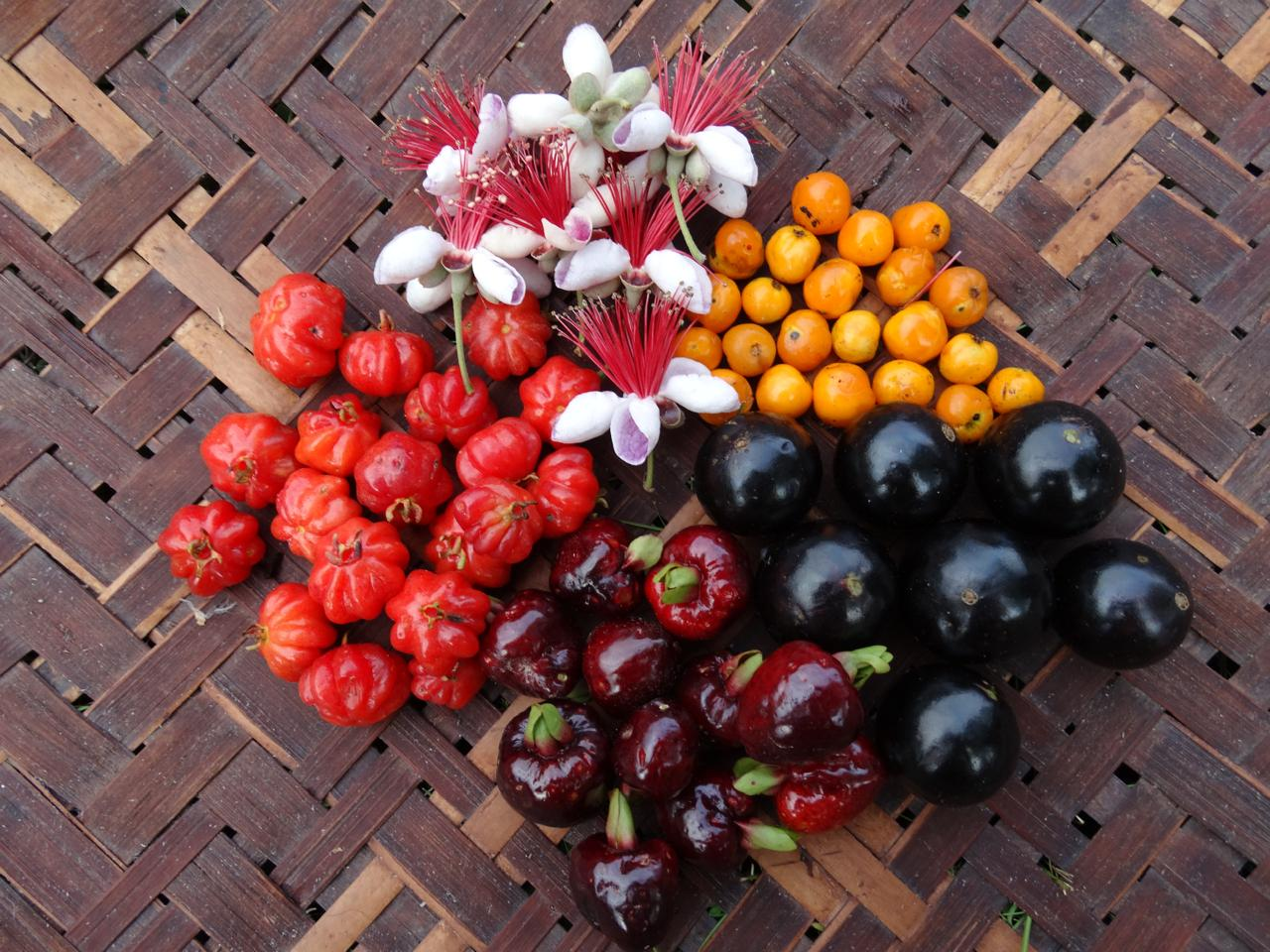 Biodiversidade - Frutas nativas