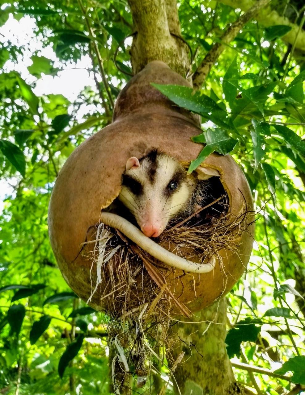 Biodiversidade - Fauna