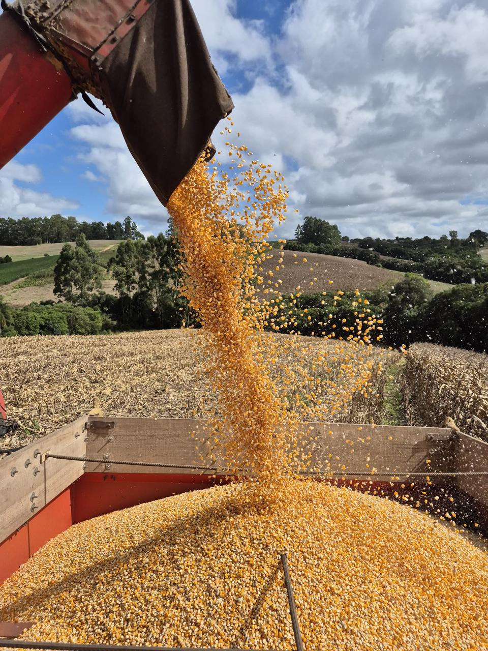 Colheita de milho caindo na carreta