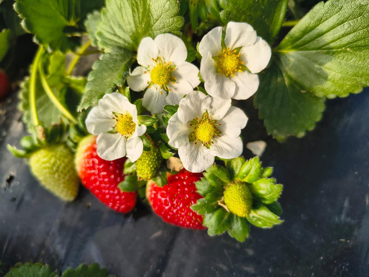 Flores e frutos de morangueiro